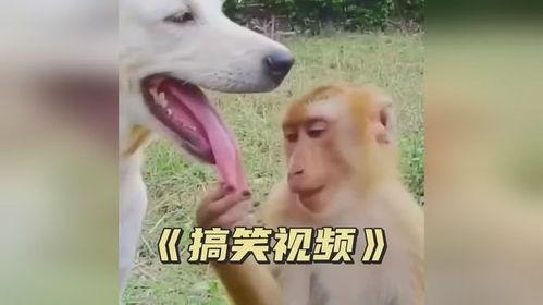 偷瓜搞笑视频笑死人热门,笑料横生，热门瞬间引爆网络狂欢