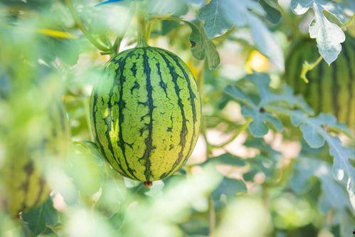 能吃热门瓜的地方叫什么,揭秘那些能吃热门瓜的地方