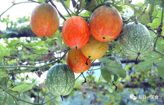 衡水吊瓜今日价格查询,实时行情一览
