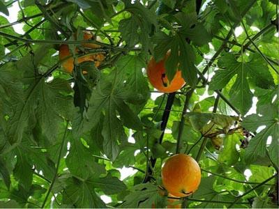 衡水吊瓜今日价格查询,实时行情一览