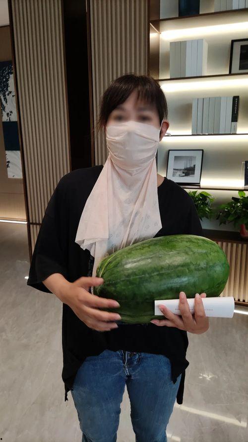 今日热门大瓜在线观看,实时在线观看，揭秘娱乐圈最新动态