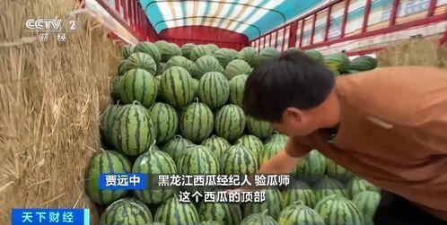 黑凤梨吃瓜,揭秘娱乐圈背后的秘密与真相