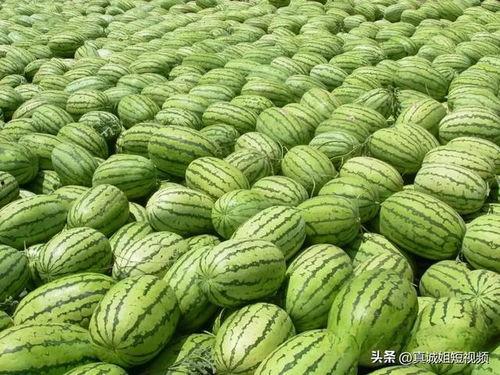 91cg今日吃瓜热门大瓜必看,揭秘今日吃瓜大瓜，必看精彩瞬间