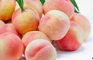 今日视线水蜜桃哈密瓜,水蜜桃与哈密瓜的甜蜜邂逅