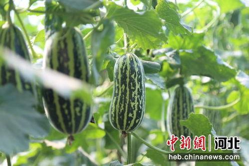 热门瓜河北,河北风云再起，背后真相令人震惊