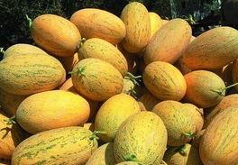 哈密瓜今日价格走势,今日走势解析