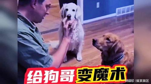 网红狗哥爆料吃瓜视频大全,吃瓜视频大全大放送！