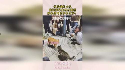 热门大瓜学生校园,热门大瓜背后的真相与反思