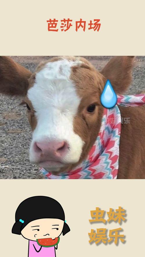 抖音最新热门吃瓜,揭秘网红们的幕后故事