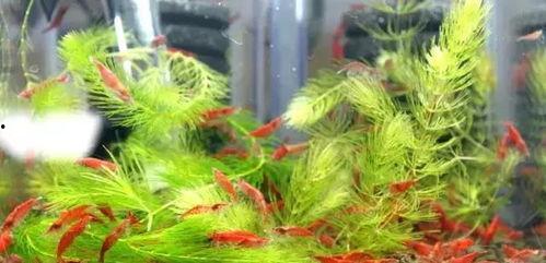 明星网红吃跳跳虾,味蕾狂欢背后的美食魅力