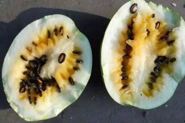 黑籽瓜生育期多久可以吃,黑籽瓜生育周期与美味收获时刻