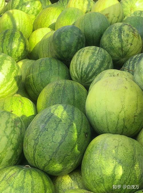 黑籽瓜生育期多久可以吃,黑籽瓜生育周期与美味收获时刻