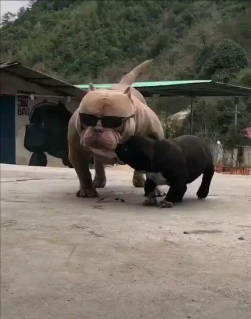 黑守瓜能给牲畜吃吗视频,牲畜可食用性揭秘