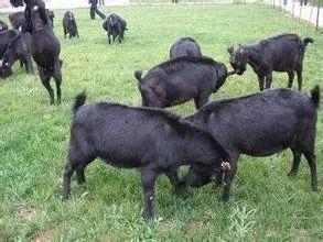 黑守瓜能给牲畜吃吗视频,牲畜可食用性揭秘