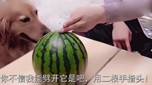 吃瓜的黑主,探寻网络舆论背后的真相