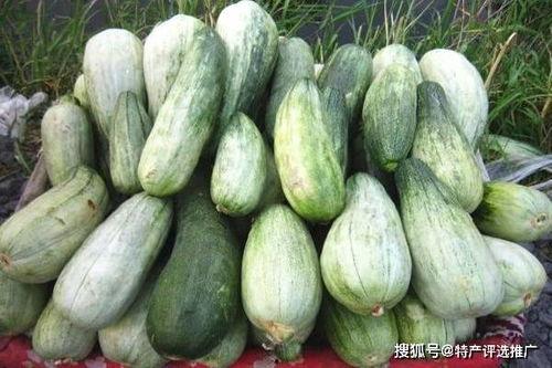 今日甜瓜价格淮南酥瓜,今日甜瓜市场的明星之选