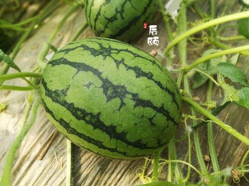 近期热门吃瓜聚集地,娱乐圈风云再起，揭秘幕后真相