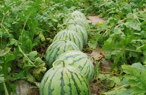 热门大瓜排行,盘点近期娱乐圈最热话题