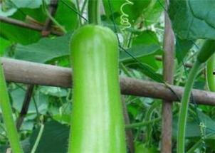 瓠瓜今日价格行情,今日行情一览