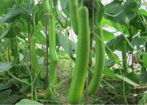 瓠瓜今日价格行情,今日行情一览