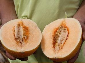 黑虎吃蜜瓜,蜜瓜诱惑下的神秘探险