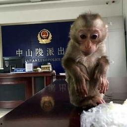 黑猴子吃大瓜图片表情包,大瓜表情包萌态十足