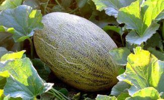 吃哈密瓜舌头黑怎么回事,哈密瓜致舌头变黑之谜揭晓