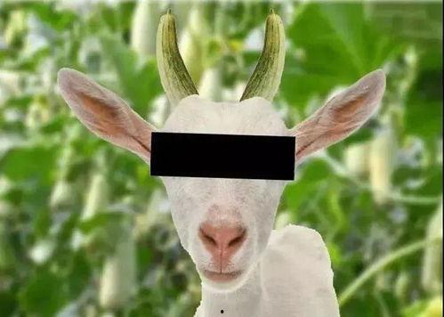 中单黑兔吃瓜,揭秘电竞圈幕后风云