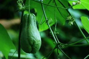 渭南今日佛手瓜价格,价格波动，市场动态一览”