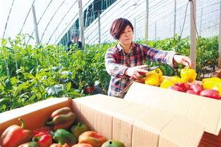 兴隆瓜菜市场今日价格,新鲜瓜果任你挑，实惠优惠享不停