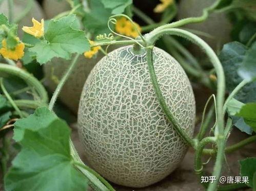 恩施热门大瓜23年,揭秘恩施年度十大焦点事件