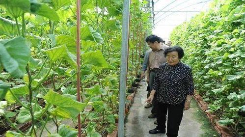 定州近期热门吃瓜事件是真的吗,真相揭秘还是网络谣言？