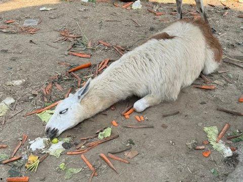 羊村吃瓜爆料是真的吗视频,视频真实性揭秘