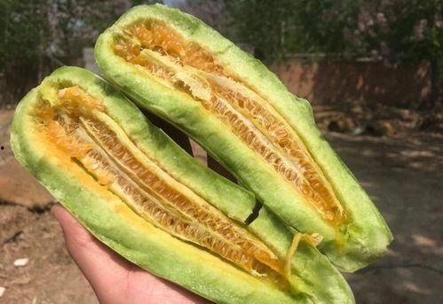 热门羊角瓜种子品种