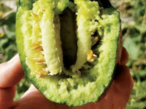 黑脆瓜怎么吃,探索美味与营养的完美融合