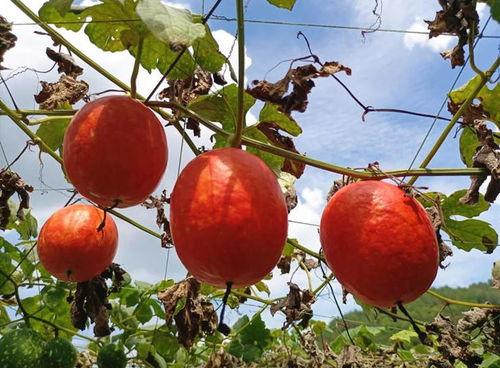 保亭今日吊瓜种植,绿色生态农业新亮点