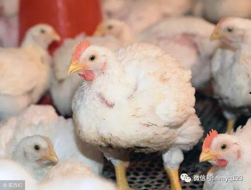 甘肃瓜州今日鸡价,市场行情一览