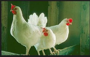 甘肃瓜州今日鸡价,市场行情一览