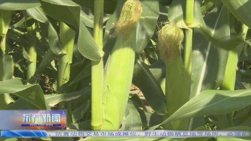 东方今日瓜菜价格