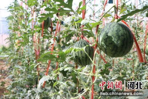 魏县小吊瓜今日价格,价格行情一览”