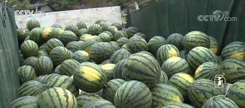 云南扁瓜今日价格多少,市场行情稳中略涨