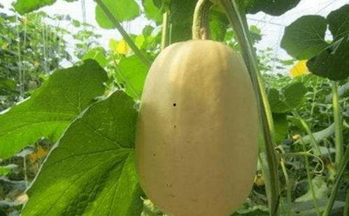 今日金丝搅瓜种子价格,市场行情一览”