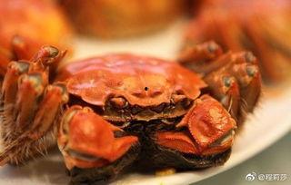 微博热门螃蟹是什么瓜,螃蟹“瓜”背后的美食文化探讨