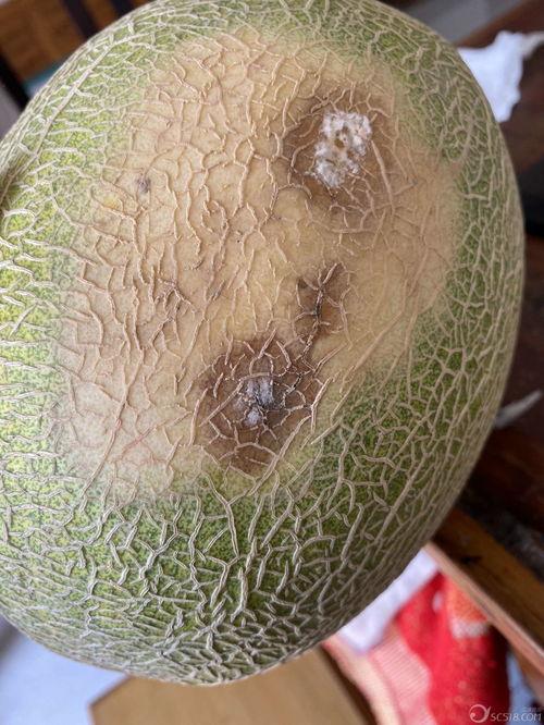 今日雨润哈密瓜价格,新鲜直供，价格实惠，尽享夏日甘甜