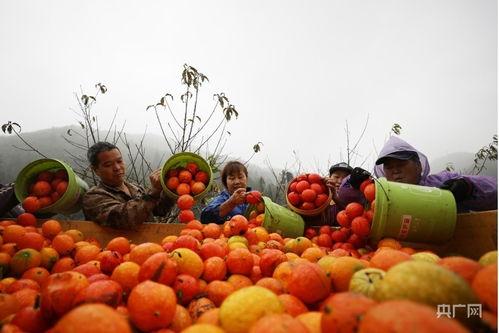 上热门绿色小吊瓜采摘园