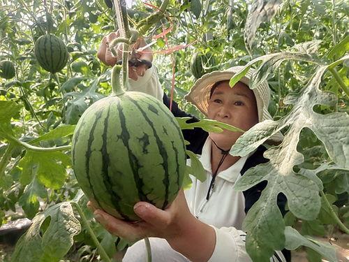 奶油小吊瓜今日价格,市场行情一览