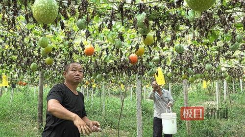 奶油小吊瓜今日价格,市场行情一览