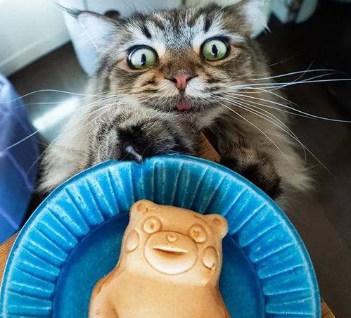 吃瓜爆料黑料喵小吉,揭秘娱乐圈黑料风云