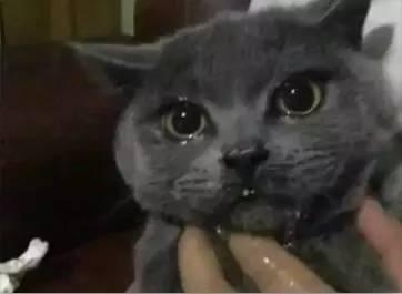 吃瓜爆料黑料喵小吉,揭秘娱乐圈黑料风云