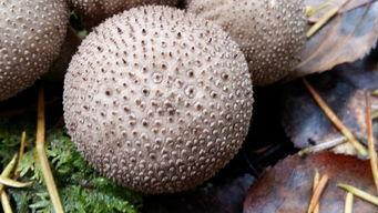 一起草吃瓜黑料伊人,伊人背后的真相与争议